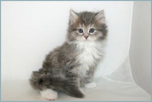 Male Siberian Kitten from Deedlebug Siberians